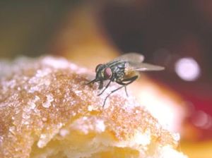 Jangan Dianggap Sepele! Hindari Makanan yang Sudah Dihinggapi Lalat Jangan Dianggap Sepele! Hindari Makanan yang Sudah Dihinggapi Lalat