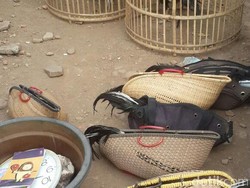 Sabung Ayam Digerebek, Warga di Kulon Progo Hilang di Sungai