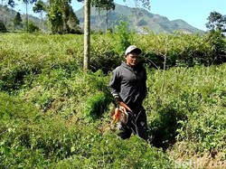 Petani Dieng Berharap Uji Lab Wortel Asal China Cepat Selesai