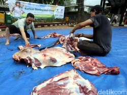 Hukum Memberi Upah Daging Kurban kepada Tukang Jagal