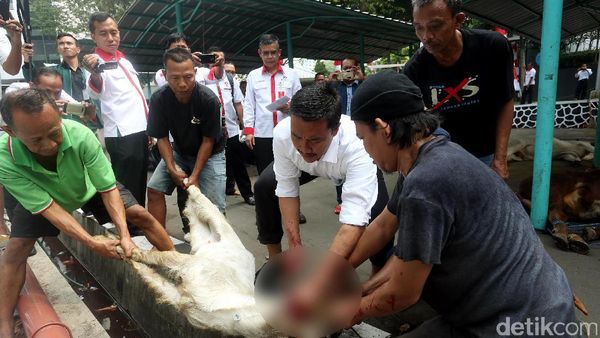 Menpora Imam Nahrawi Sembelih Hewan Kurban