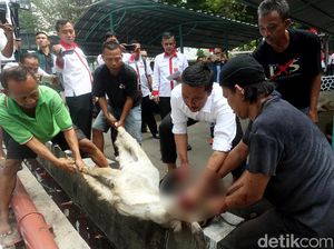 Menpora Imam Nahrawi Sembelih Hewan Kurban