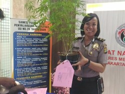 Tanam Ganja di Atap Rumah, Kevin Ditangkap