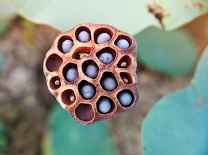 Mengenal Fenomena Trypophobia, Ketakutan Melihat Objek Berlubang