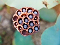 Mengenal Fenomena Trypophobia, Ketakutan Melihat Objek Berlubang