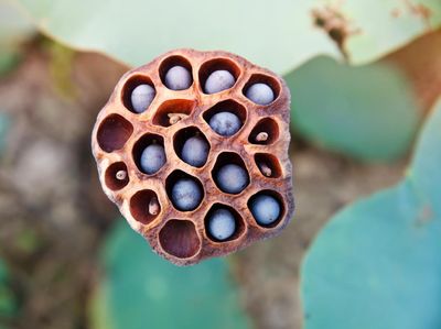 Kalau 10 Gambar Ini Bikin Merinding, Kemungkinan Kamu Punya Trypophobia