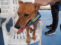 Pasukan Anjing Liar Penjaga Keamanan di Thailand