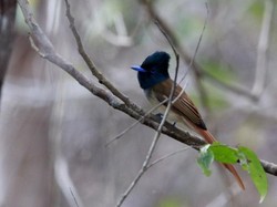 Cara Lain Nikmati Sumba: Birding