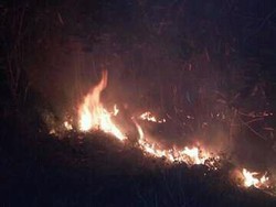 Hutan Gunung Guntur Garut Terbakar