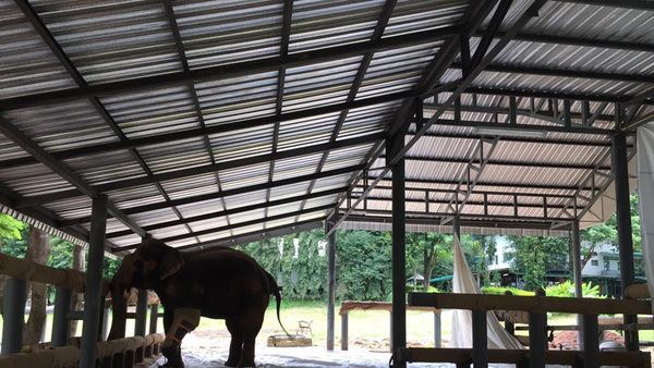 Foto: Seperti Ini Rumah Sakit Khusus Gajah