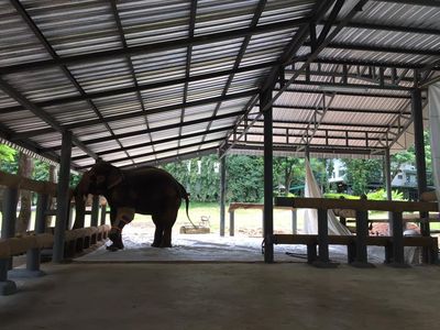 Foto: Seperti Ini Rumah Sakit Khusus Gajah