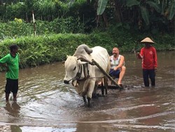 Pentingsari, Penglipurannya Bali yang Bakal Mendunia