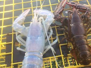Misterius Ya? Ada Lobster Langka dengan Warna Transparan
