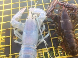 Misterius Ya? Ada Lobster Langka dengan Warna Transparan