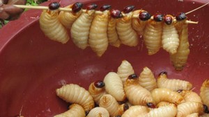 Foto: Makanan Ekstrem di Asia, Nomor 5 dari Indonesia