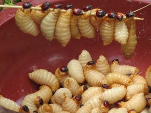 Berani Coba? Makanan Aneh, Bola Mata Tuna hingga Sup Telur Semut!