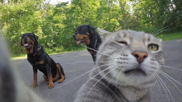 Kucing Suka Selfie Sama Temannya Jadi Sensasi Instagram