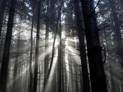 Foto: Penampakan Hutan Hitam Menyeramkan