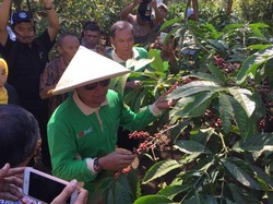 Petani Pasuruan Terus Diajak Petik Merah Kopi Demi Jaga Kualitas