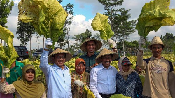 Memanen Daun Tembakau