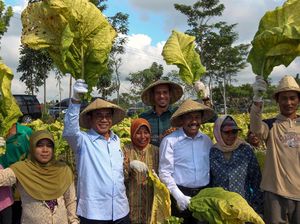 Memanen Daun Tembakau