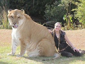 Potret Hewan Hybrid Hasil Kawin Silang