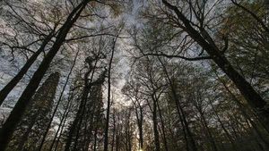 Foto: Hutan Hitam yang Menyeramkan
