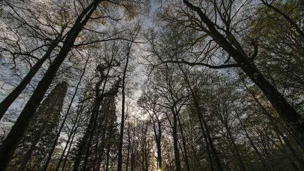 Foto: Hutan Hitam yang Menyeramkan