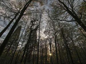 Foto: Hutan Hitam yang Menyeramkan