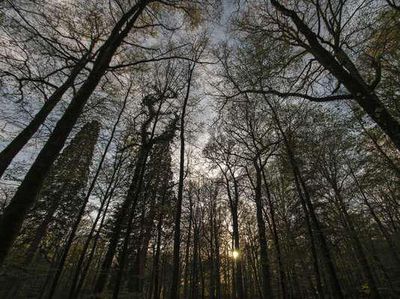 Foto: Hutan Hitam yang Menyeramkan