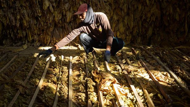 Cukai Rokok Tak Naik, Jokowi Dituding Tunduk Kepada Industri