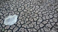 Potret Kekeringan Gunungkidul: Tanah Merekah dan Daun Meranggas