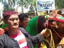 Puluhan Sapi ini Berlomba Menjadi yang Tercantik dalam Kontes