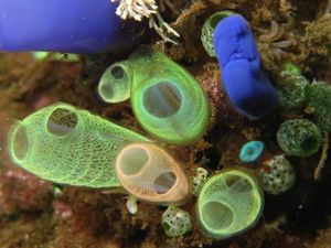 Wisata Banyuwangi Bersaing dengan Negara ASEAN di ACTC Award