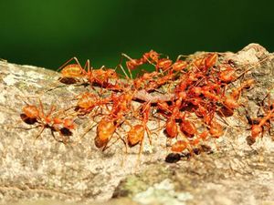 10 Cara Mengatasi Efek Gigitan Semut Merah agar Tidak Gatal atau Luka