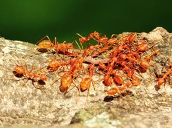 10 Cara Mengatasi Efek Gigitan Semut Merah agar Tidak Gatal atau Luka 10 Cara Mengatasi Efek Gigitan Semut Merah agar Tidak Gatal atau Luka