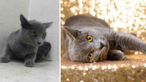 Peran Besar Fotografi Bagi Hewan Mendapat Keluarga Baru