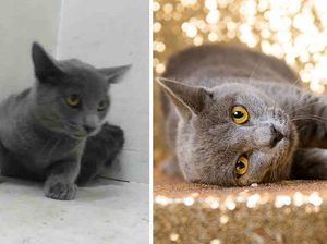 Peran Besar Fotografi Bagi Hewan Mendapat Keluarga Baru