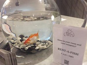 Kesepian di Hotel? Coba Saja Sewa... Ikan Mas