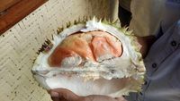 Jagonya Penghasil Durian! Ini 8 Durian Unggulan Jawa Timur
