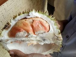 9 Jenis Durian di Jawa Timur yang Patut Dicoba, Enaknya Kebangetan!