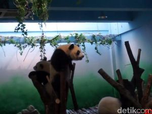 China Luncurkan Kereta Transparan Menuju Desa Panda China Luncurkan Kereta Transparan Menuju Desa Panda