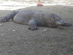 Perjuangan Mencari Komodo di Alam Liar