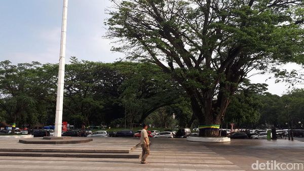 Melongok Ki Hujan Peneduh Balai Kota Bandung yang Tua Namun Kokoh