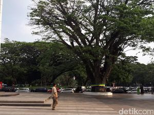 Melongok Ki Hujan Peneduh Balai Kota Bandung yang Tua Namun Kokoh Melongok Ki Hujan Peneduh Balai Kota Bandung yang Tua Namun Kokoh