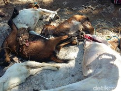 Pemkab Gunungkidul akan Selidiki Matinya Puluhan Kambing