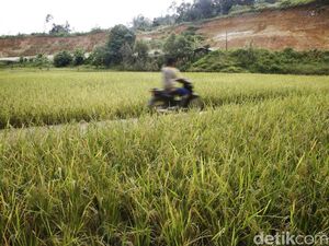 Pemerintah Mau Bikin Korporasi Petani, Apa Itu?