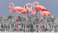 Karya Jawara Bird Photographer of The Year 2017