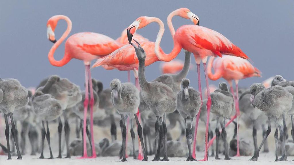 Karya Jawara Bird Photographer of The Year 2017 Karya Jawara Bird Photographer of The Year 2017