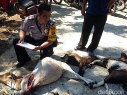 Bertambah, Sudah 60 Kambing di Gunungkidul Dimangsa Anjing Liar